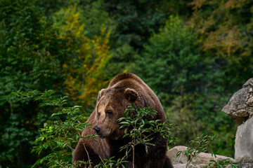 Brown bear in the last hours of sunshine of the day