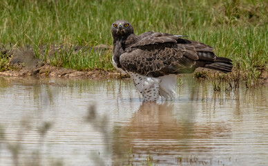 Martial Eagle