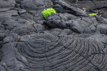 The first vegetation / The first vegetation on a cooled lava field. The volcanic island of Pico is part of the Azores archipelago, Portugal. - 575996150