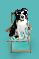 Summer pet portrait. Border collie dog sitting on a beach chair with happy expression face and...