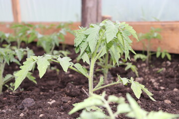 tomato seedling