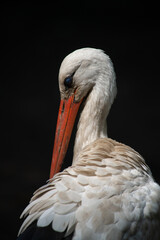 a young stork cleans its feathers, close-up portrait against a dark background, wildlife and birds