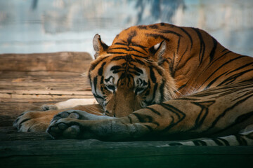 Nice tiger sleeping in zoo at summer day, nature and wild life, close up 