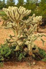 Cholla cactus, Sonora Desert, Mid Summer