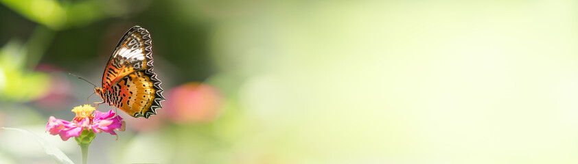 Beautiful nature view of butterfly on blurred background in garden with copy space using as background natural animal landscape fresh cover page butterflies day