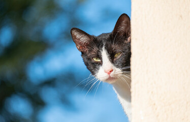 A stray cat peeks out from behind a wall and watches us suspiciously.