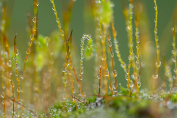 Precious drops of water from the morning dew covering the plant Ceratodon purpureus that is growing on the rock.