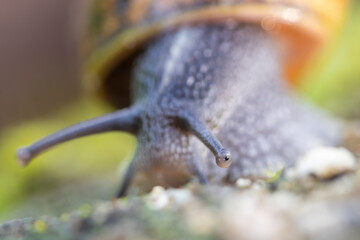 Snail sitting on leaf, macro photo, shallow depth of field with focus on eyes
