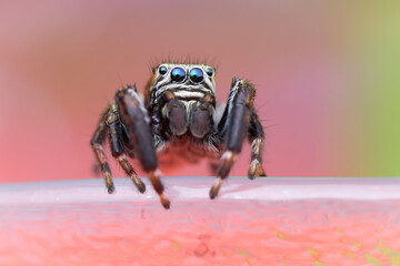 Colorful isolated close-up of a male Evarcha arcuata jumping spider sitting on the edge of a glass and looking at you