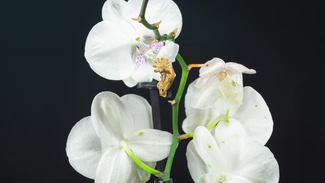 Pachliopta Kotzebuea butterfly emerging from cocoon on orchid, spreading its beautiful wings and flying away. White background 4K timelapse