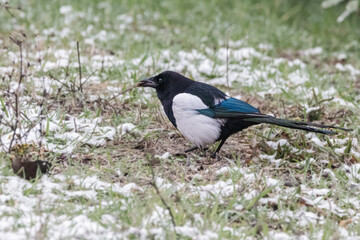 Eurasian Magpie with a blade of grass in the beak, on snowy ground