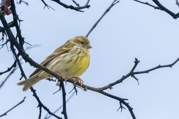 European Serin perched on a tree branch