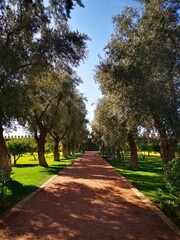 Fototapeta premium Over 700 years old olive trees in the garden of La Mamounia, Marrakech, Morocco 