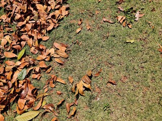 background of dry leaves on the lawn, autumn leaves background