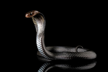 Javanese cobra snake isolated on black background, snake habitat in Java Indonesia, Naja sputatrix