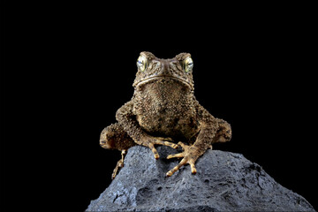 Asian giant toad isolated on black background, Phrynoidis asper on rock, animal close-up
