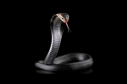 Javanese cobra snake isolated on black background, snake habitat in Java Indonesia, Naja sputatrix