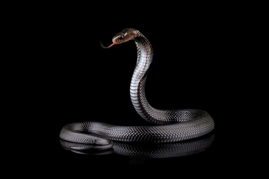 Anaconda  Black French Rhinestone Snake Nails