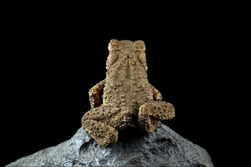 Asian giant toad isolated on black background, Phrynoidis asper on rock, animal close-up