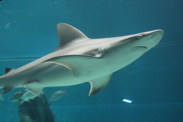 marine fish shark aquarium of Genoa-