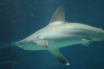 Naklejka premium marine fish shark aquarium of Genoa-