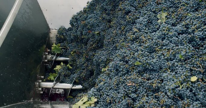 Grape processing metal machine squeezing. Grape harvest. Squeeze The Grape With The Press. Stemmer crusher crushing grapes at a winery. Wine making process. Red grapes in the grape crusher machine.