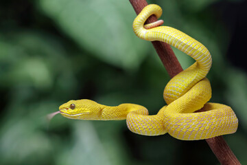 Yellow trimeresurus insularis viper snake on branch, yellow white-lipped pit viper, Trimeresurus insularis, endemic snake of Indonesia