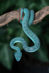 Blue viper snake closeup on branch,blue insularis, Trimeresurus Insularis