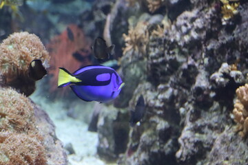 Fototapeta na wymiar exotic fish of various colors in the Genoa aquarium-