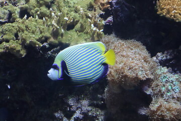 Fototapeta na wymiar exotic fish of various colors in the Genoa aquarium-