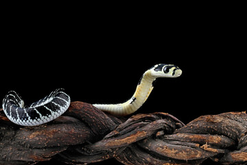 Baby king cobra on branch with black background, Indonesian snake with can be very deadly, very...