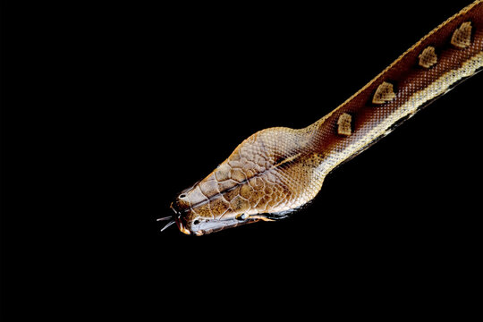 close-up of head blood python snake isolated on black background, Python brongersmai closeup