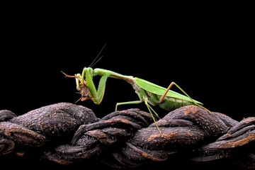 praying mantis on branch with black background, Green Praying Mantis