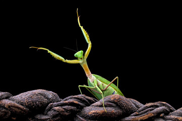praying mantis on branch with black background, Green Praying Mantis