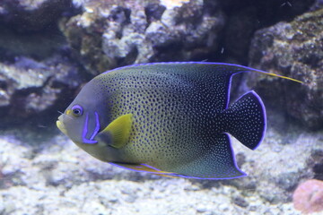Naklejka na ściany i meble exotic fish of various colors in the Genoa aquarium-