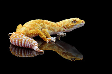 Fat-tailed geckos isolated on black background, leopard gecko lizard, eublepharis macularius