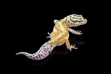 Fat-tailed geckos isolated on black background, leopard gecko lizard, eublepharis macularius