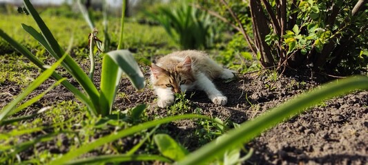 cat in the grass
