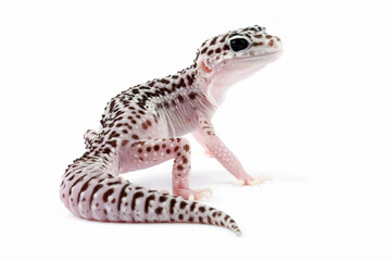 Fat-tailed geckos isolated on white background, leopard gecko lizard, eublepharis macularius