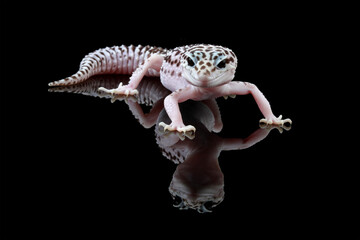 Fat-tailed geckos isolated on black background, leopard gecko lizard, eublepharis macularius