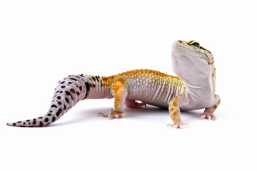 Fat-tailed geckos isolated on white background, leopard gecko lizard, eublepharis macularius
