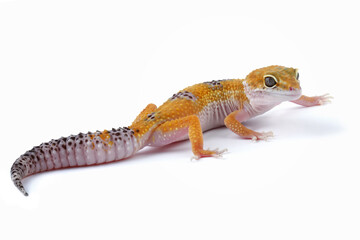 Fat-tailed geckos isolated on white background, leopard gecko lizard, eublepharis macularius