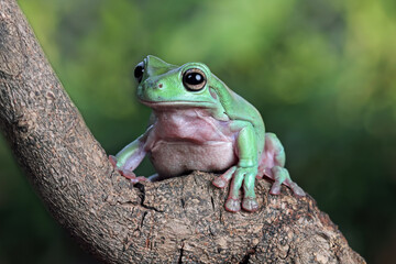 Dumpy frog on branch, tree frog front view, litoria caerulea, animals closeup