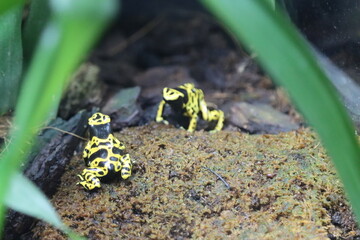 Yellow-banded arrow frog in the Genoa aquarium-