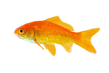 Obraz premium Comet goldfish in aquarium isolated on white background