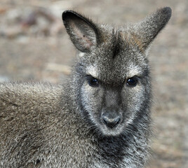 Wallaby Close Up