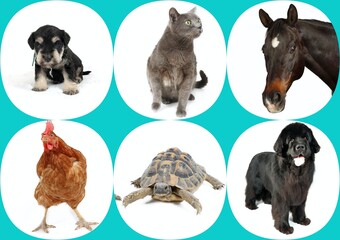 set of different animals , cat horse turtle dog and chicken 
