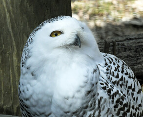 Obraz premium Snowy Owl close up