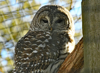 Barred Owl close up