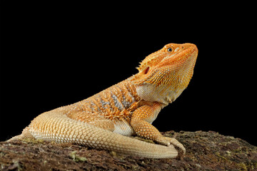 Fototapeta premium bearded dragon red hypo, the whole body of the lizard, side view of bearded dragon lizard, Pogona mitchelli